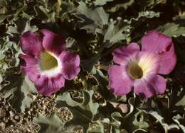 Image of Harpagophytum