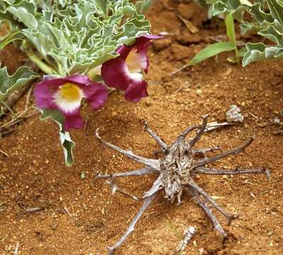 Image of devil's claw