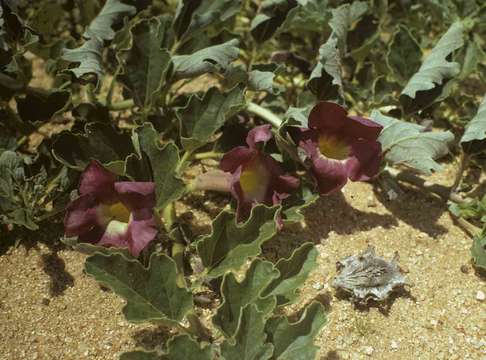 Image of Devil's claw