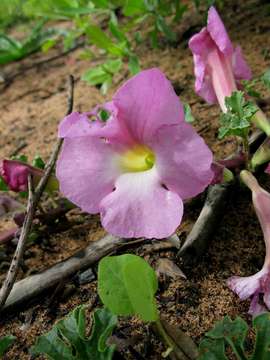 Image of Devil's claw