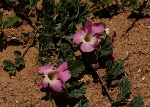 Image of Devil's claw