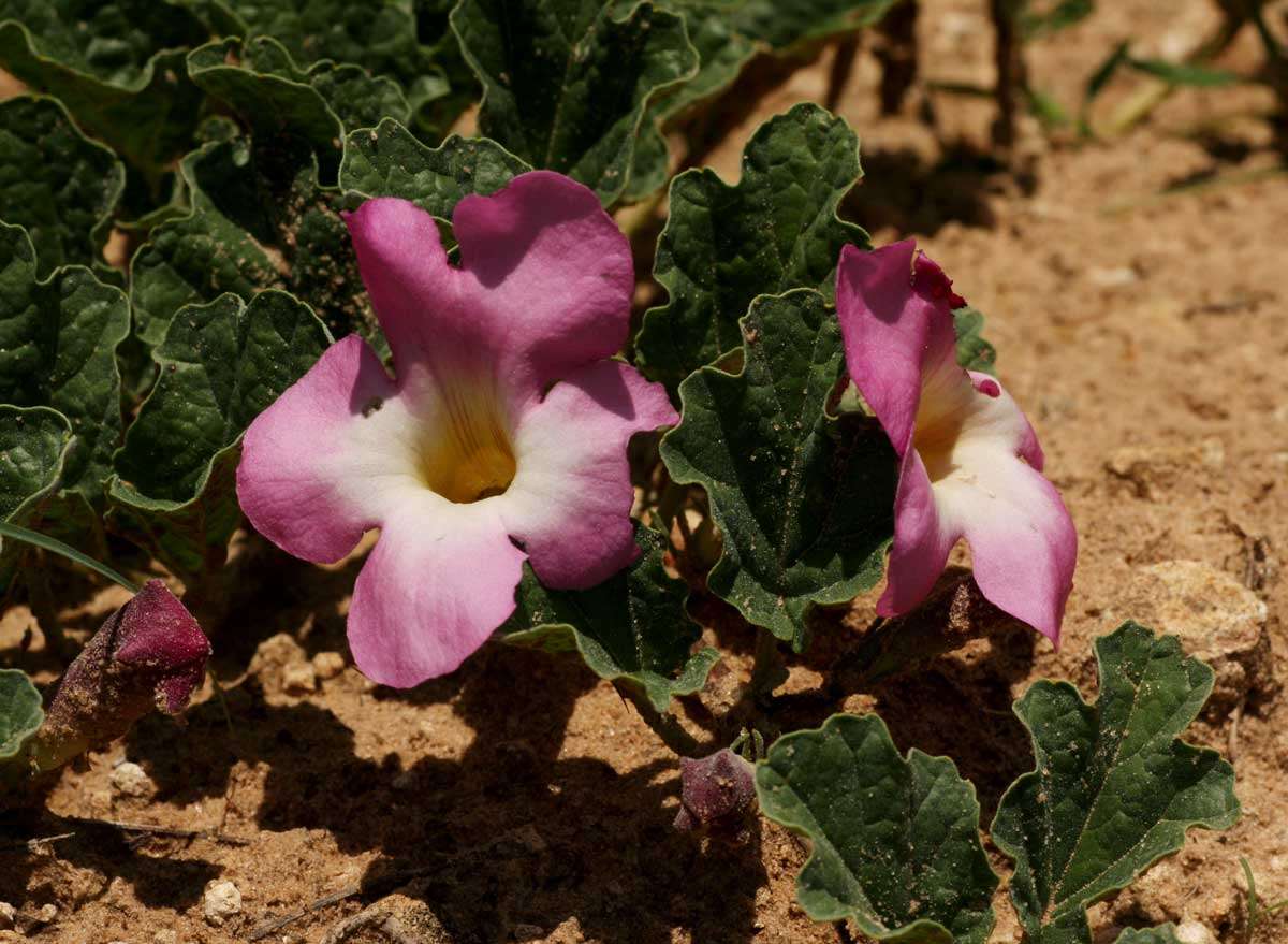 Слика од Harpagophytum zeyheri Decne.