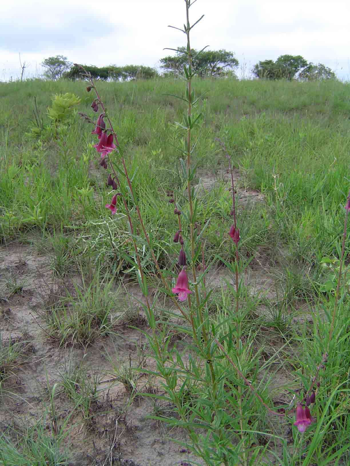 Sesamum calycinum subsp. pseudoangolense resmi