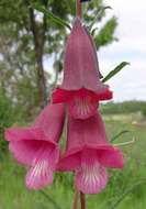 Sesamum calycinum subsp. pseudoangolense resmi