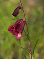 Sesamum calycinum subsp. pseudoangolense resmi