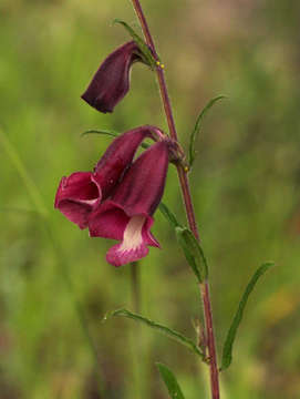 Image of Sesamum calycinum Welw.