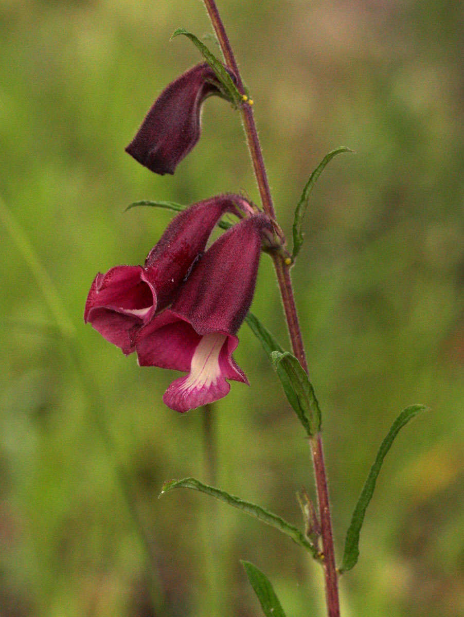 Sesamum calycinum subsp. pseudoangolense resmi