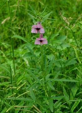 Image of Sesamum triphyllum Welw. ex Aschers.