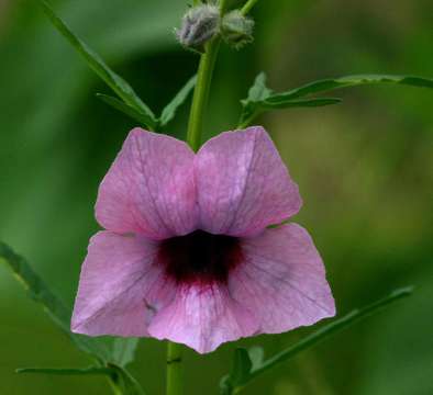 Image of Sesamum triphyllum Welw. ex Aschers.