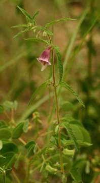 Image of false sesame