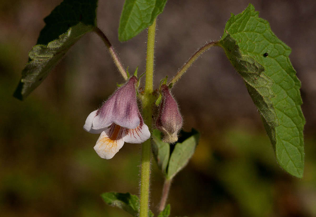 Image of false sesame