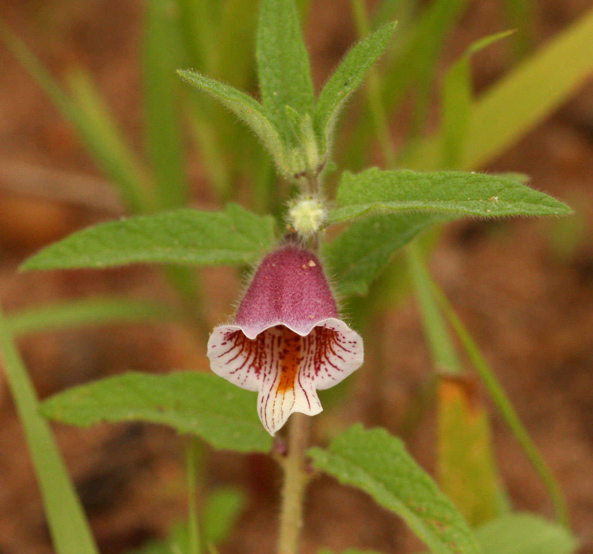 Image of false sesame