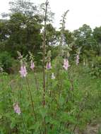 Image of African foxglove