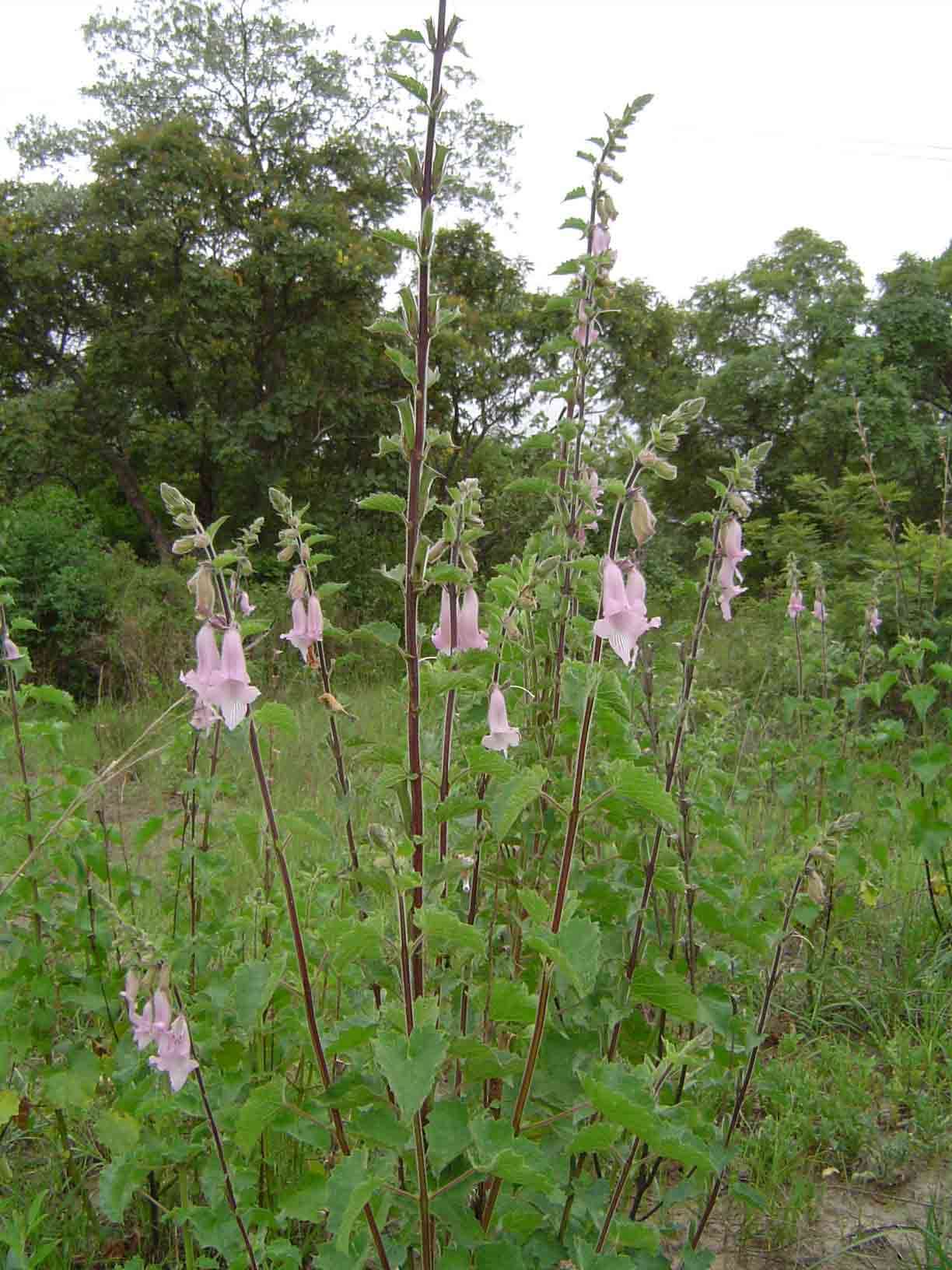 Image of African foxglove