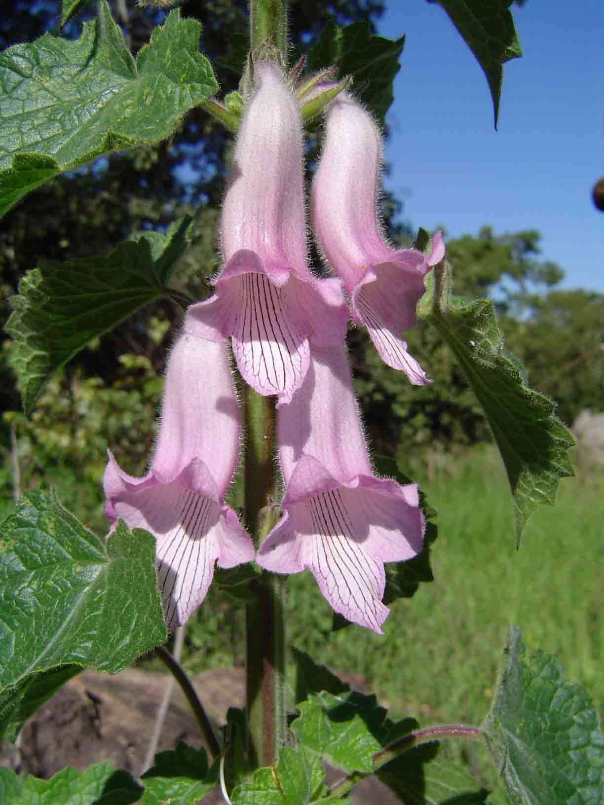 Image of African foxglove
