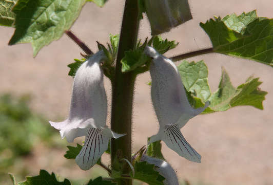 Image of African foxglove