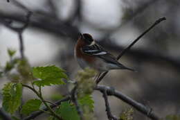 Setophaga castanea (Wilson & A 1810) resmi