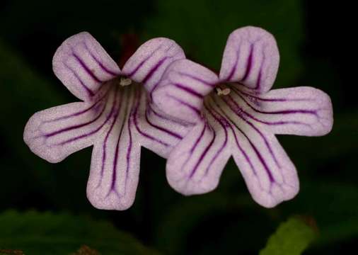 Plancia ëd Streptocarpus cyanandrus B. L. Burtt