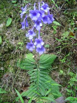 Sivun Streptocarpus eylesii S. Moore kuva