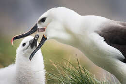 Image de Albatros de Carter