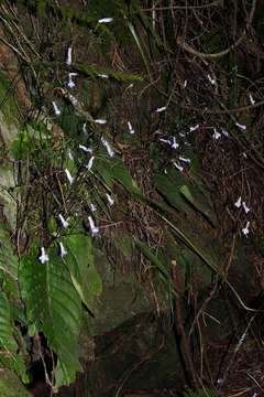 Sivun Streptocarpus grandis N. E. Brown kuva