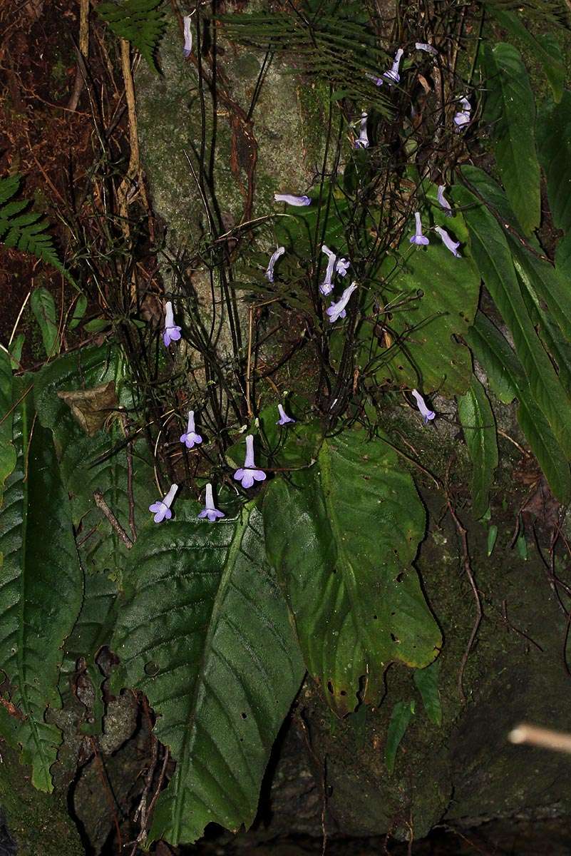 Sivun Streptocarpus grandis subsp. septentrionalis Hilliard & B. L. Burtt kuva