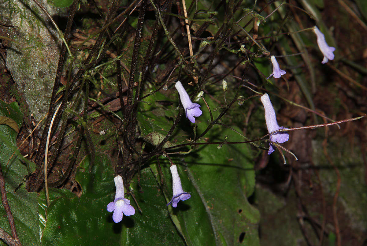 Sivun Streptocarpus grandis subsp. septentrionalis Hilliard & B. L. Burtt kuva