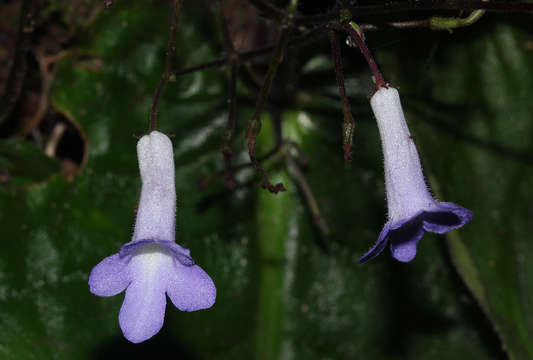 Sivun Streptocarpus grandis N. E. Brown kuva