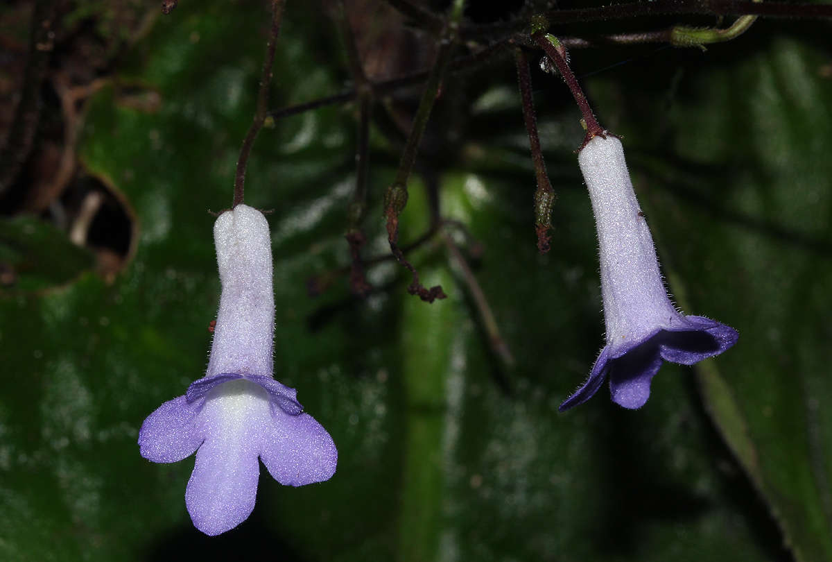 Sivun Streptocarpus grandis subsp. septentrionalis Hilliard & B. L. Burtt kuva