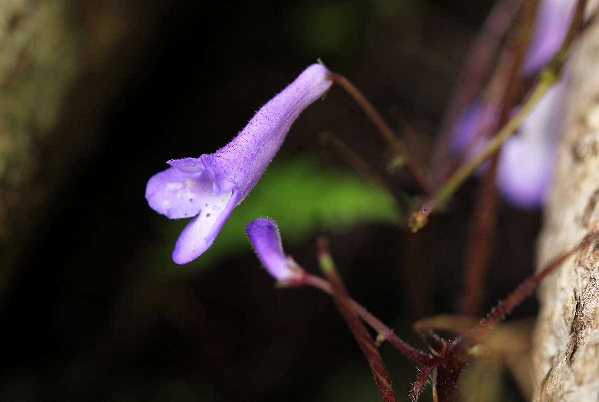 Sivun Streptocarpus grandis subsp. septentrionalis Hilliard & B. L. Burtt kuva