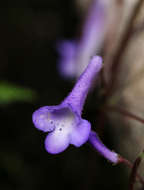 Слика од Streptocarpus grandis subsp. septentrionalis Hilliard & B. L. Burtt