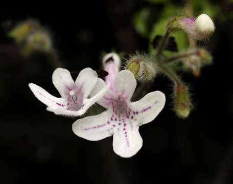 Sivun Streptocarpus hirticapsa B. L. Burtt kuva