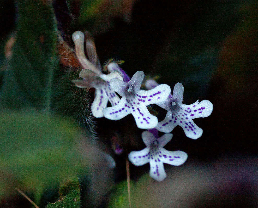 Слика од Streptocarpus hirticapsa B. L. Burtt