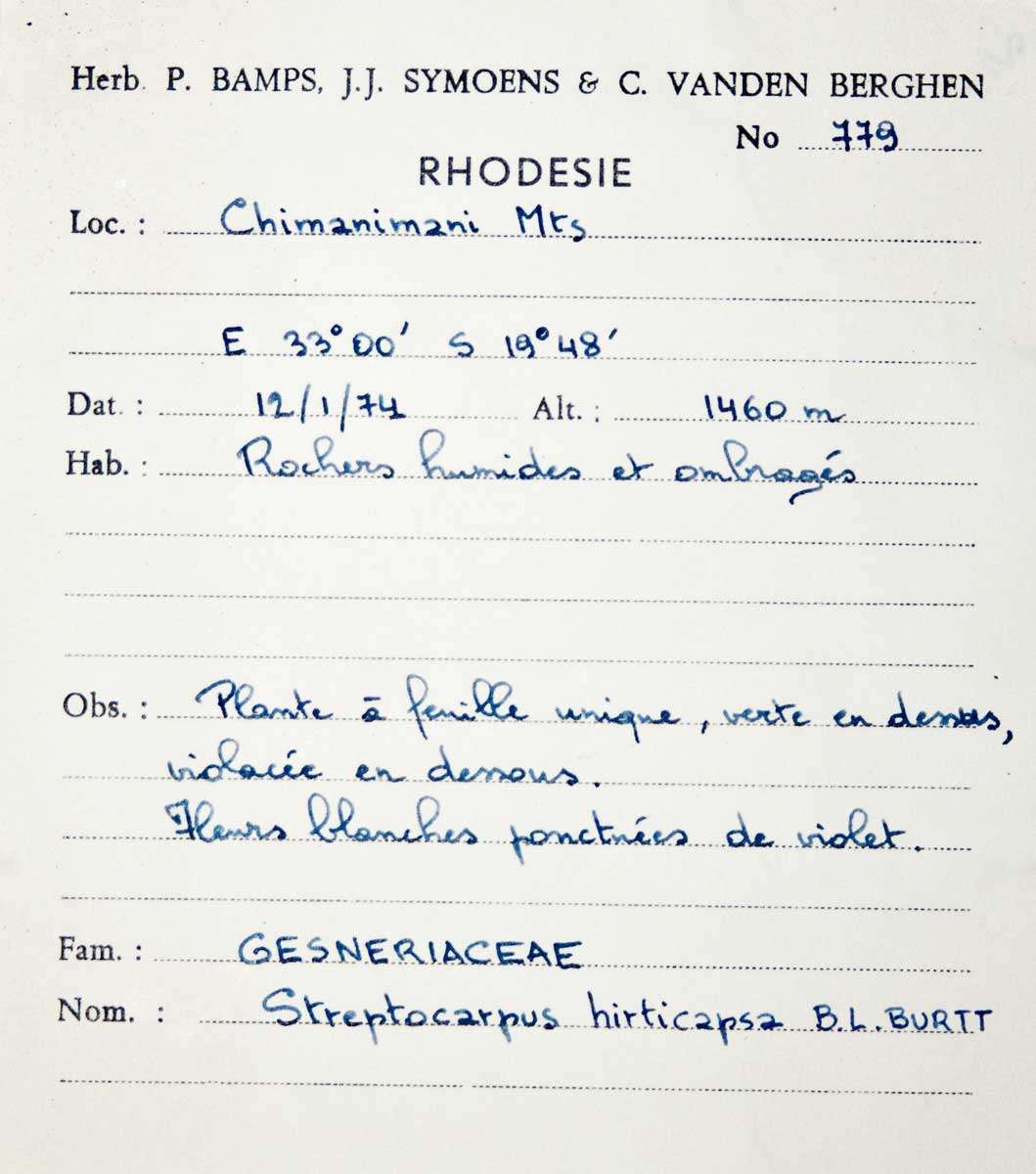 Слика од Streptocarpus hirticapsa B. L. Burtt