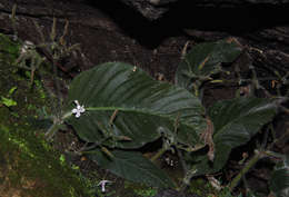 Слика од Streptocarpus hirticapsa B. L. Burtt