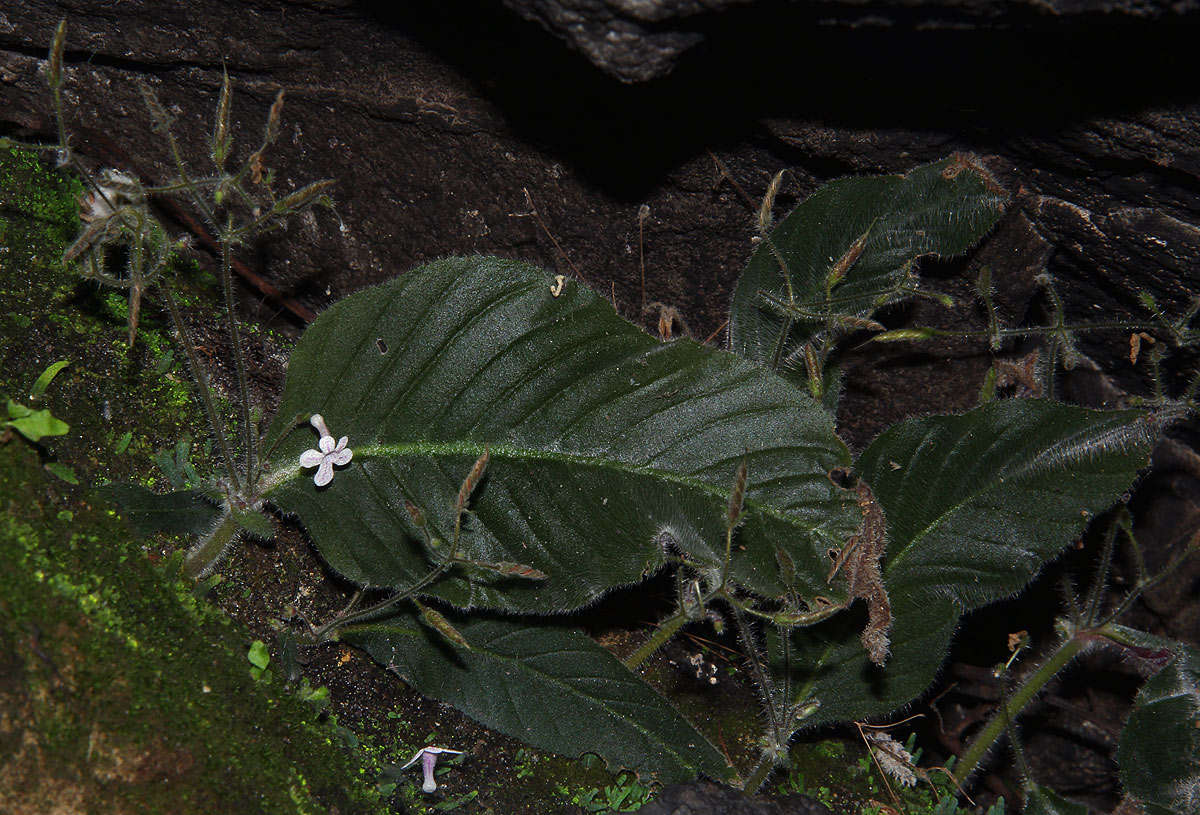 Слика од Streptocarpus hirticapsa B. L. Burtt