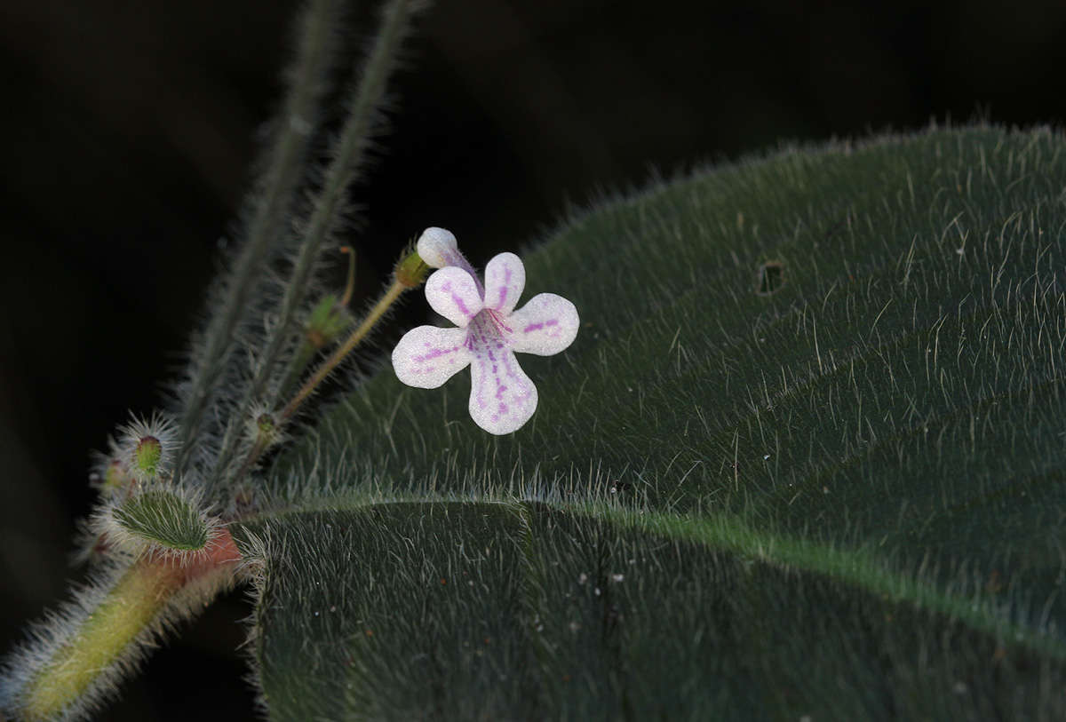 Слика од Streptocarpus hirticapsa B. L. Burtt