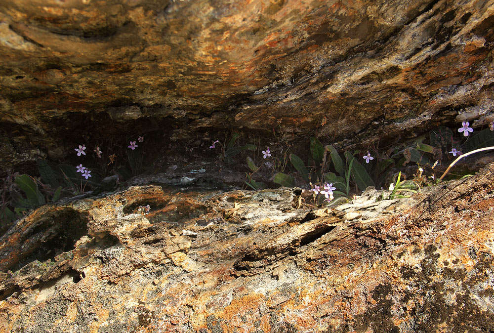 Слика од Streptocarpus hirticapsa B. L. Burtt