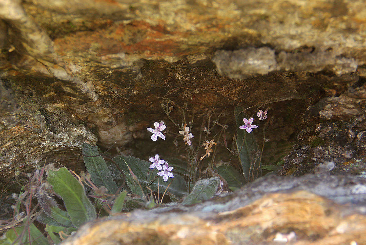 Слика од Streptocarpus hirticapsa B. L. Burtt