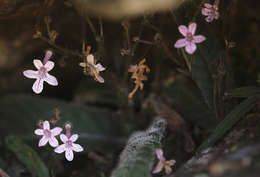 Слика од Streptocarpus hirticapsa B. L. Burtt