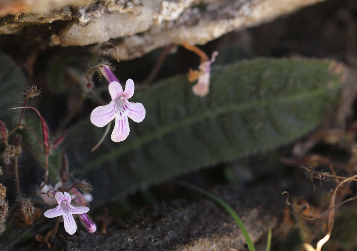 Слика од Streptocarpus hirticapsa B. L. Burtt