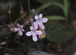 Слика од Streptocarpus hirticapsa B. L. Burtt