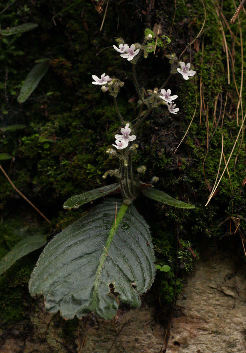 Слика од Streptocarpus hirticapsa B. L. Burtt