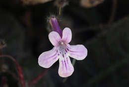 Слика од Streptocarpus hirticapsa B. L. Burtt