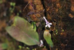 Слика од Streptocarpus hirticapsa B. L. Burtt