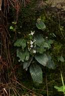 Слика од Streptocarpus hirticapsa B. L. Burtt