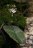 Слика од Streptocarpus hirticapsa B. L. Burtt