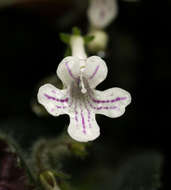 Слика од Streptocarpus hirticapsa B. L. Burtt