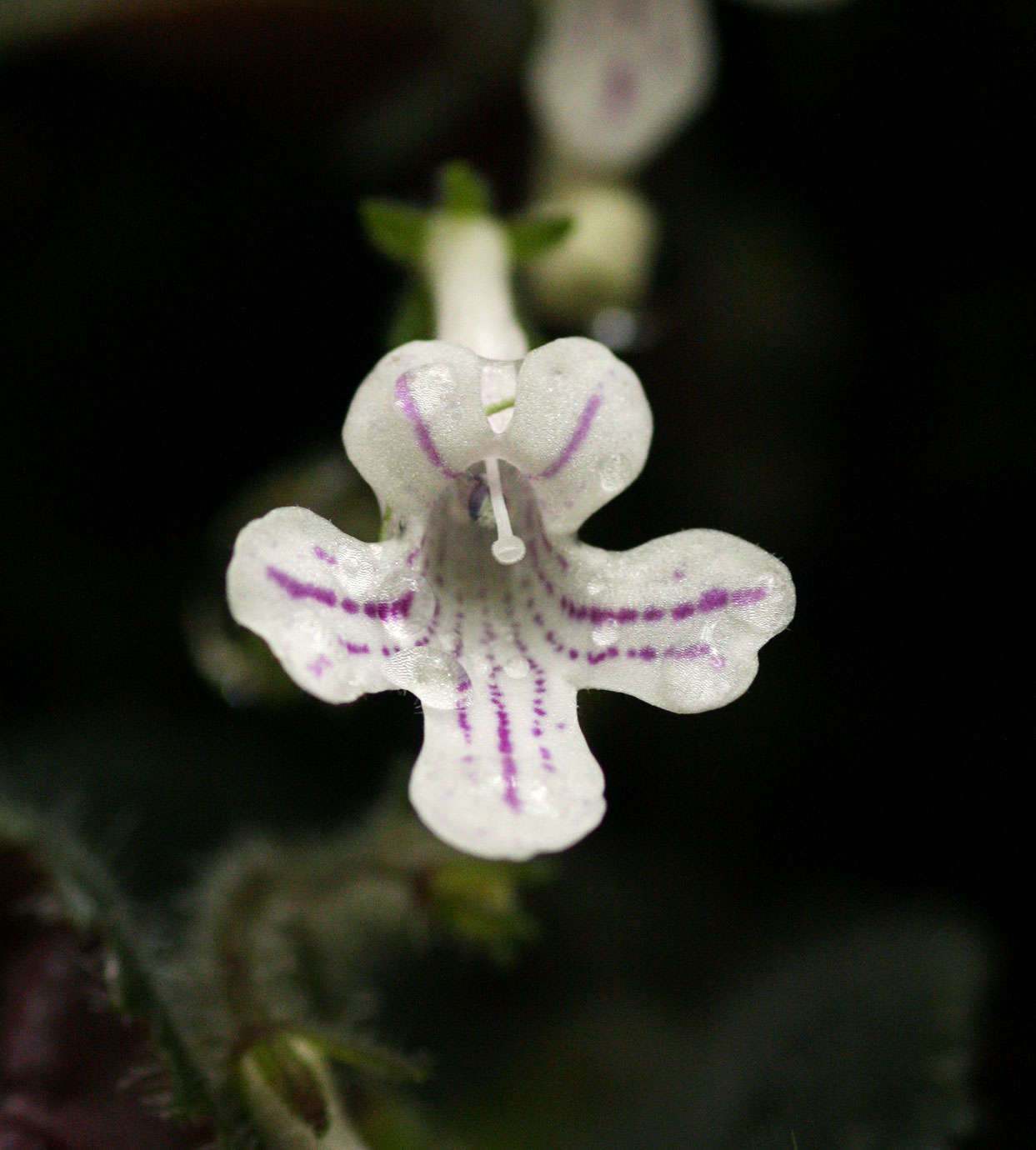 Слика од Streptocarpus hirticapsa B. L. Burtt