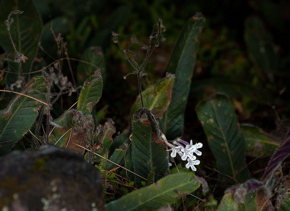 Слика од Streptocarpus hirticapsa B. L. Burtt